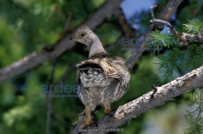 : Blue Grouse (Dendragapus obscurus) : Blue Grouse (Dendragapus obscurus)