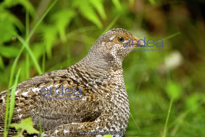 : Blue grouse, Dendragapus obscurus, Mount : Blue grouse, Dendragapus obscurus, Mount