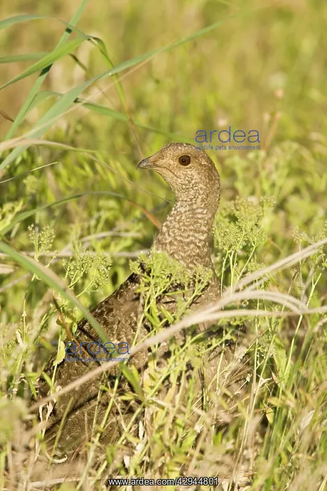 : Blue grouse - female : Blue grouse - female
