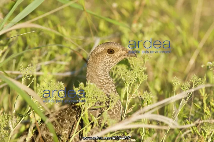 : Blue grouse - female : Blue grouse - female
