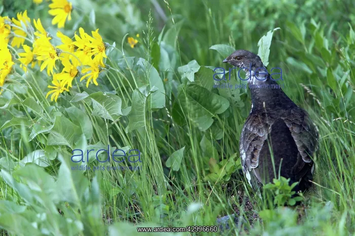 : Blue Grouse - female Grand Teton National Park : Blue Grouse - female Grand Teton National Park