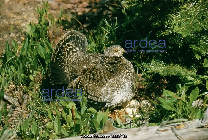 : BLUE GROUSE - Female at nest with eggs : BLUE GROUSE - Female at nest with eggs