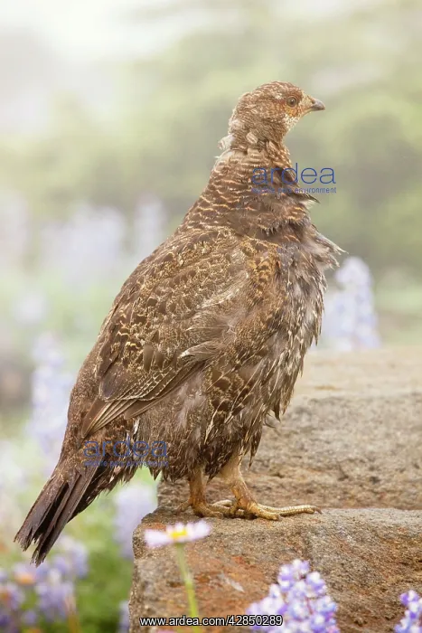 : Blue Grouse - among flowers : Blue Grouse - among flowers