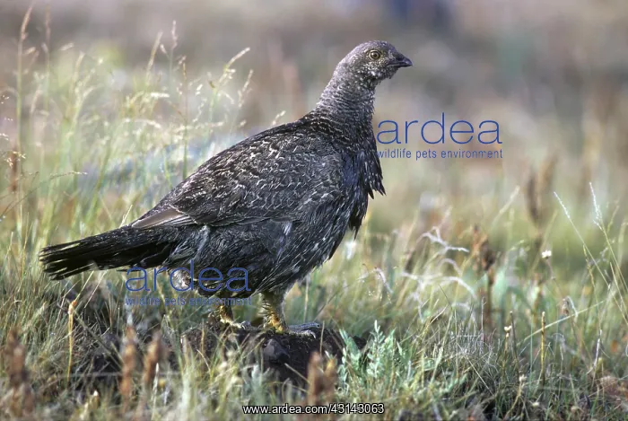: Blue Grouse Hen : Blue Grouse Hen