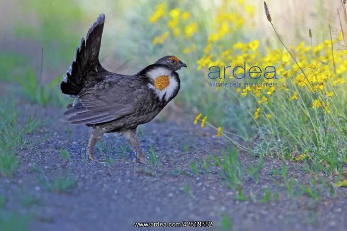 : Blue Grouse male : Blue Grouse male