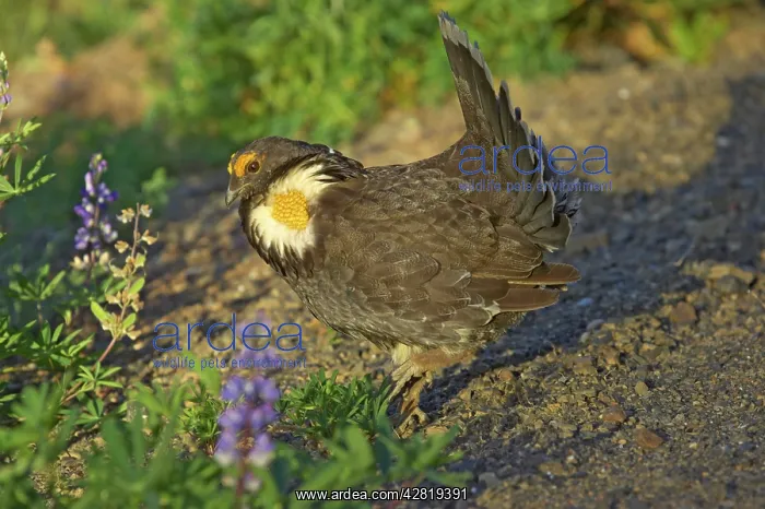 : Blue Grouse - Male : Blue Grouse - Male