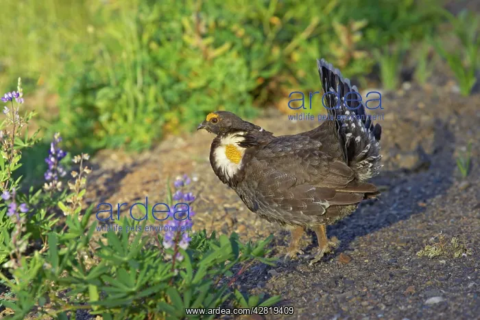 : Blue Grouse - Male : Blue Grouse - Male
