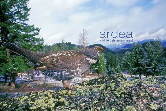 : Blue Grouse - male : Blue Grouse - male
