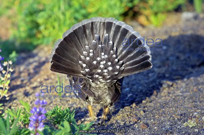 : Blue Grouse - male displaying : Blue Grouse - male displaying