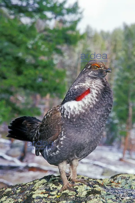 : Blue Grouse - male performing spring mating display : Blue Grouse - male performing spring mating display