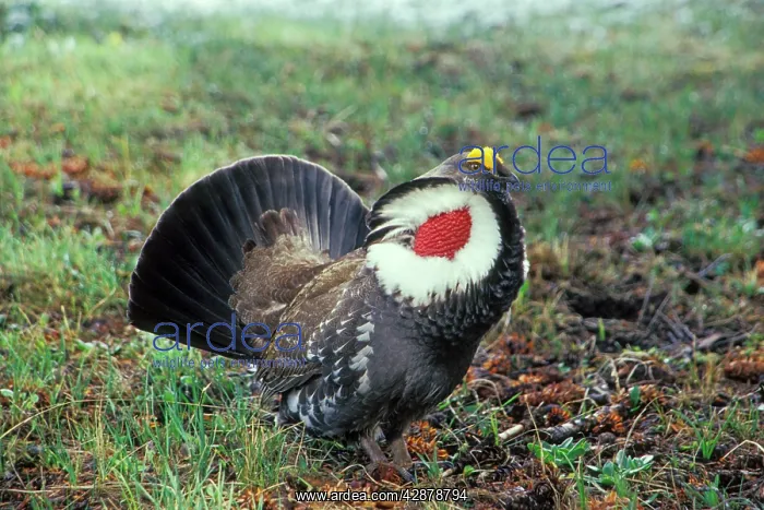 : Blue Grouse - male performing spring mating display : Blue Grouse - male performing spring mating display