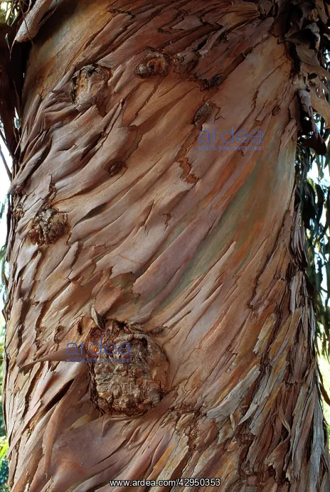 : Blue Gum Tree - bark : Blue Gum Tree - bark