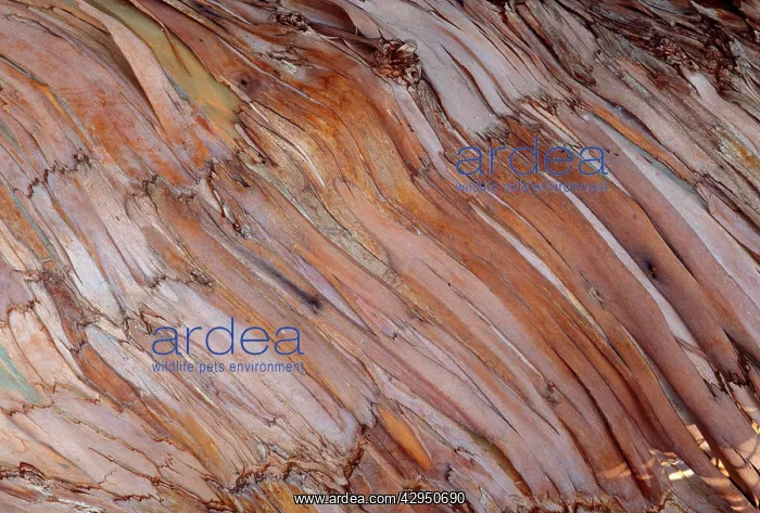: Blue Gum Tree - bark : Blue Gum Tree - bark