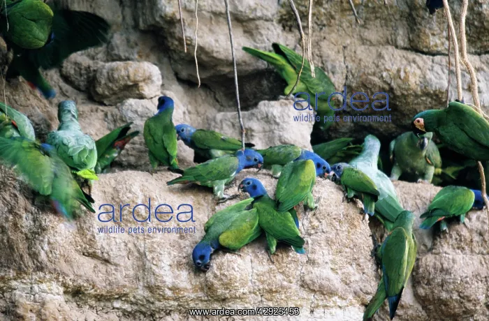 : Blue-haeded Parrot - at a clay lick : Blue-haeded Parrot - at a clay lick