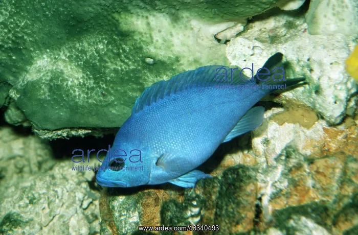 : Blue Hamlet : Blue Hamlet