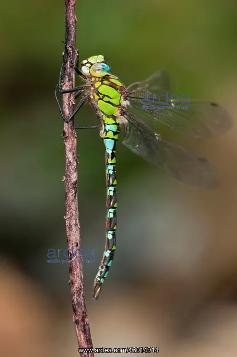 : Blue Hawker male on branch : Blue Hawker male on branch