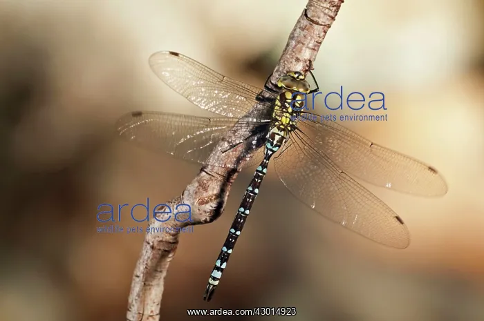 : Blue Hawker male on branch : Blue Hawker male on branch