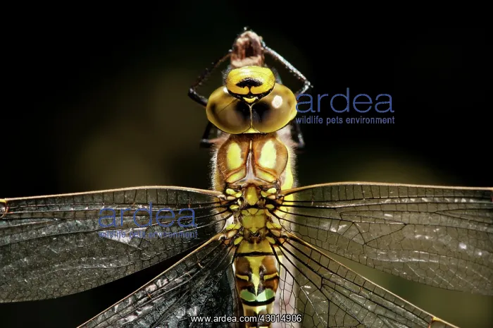 : Blue Hawker / Migrant Hawker female rests on : Blue Hawker / Migrant Hawker female rests on
