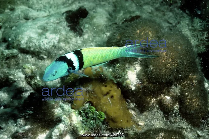 : Blue-head Wrasse - male : Blue-head Wrasse - male
