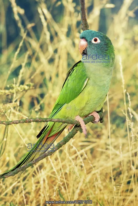 : Blue-headed / Dusky-headed Conure : Blue-headed / Dusky-headed Conure