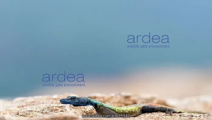  : Blue Headed Lizard on rock