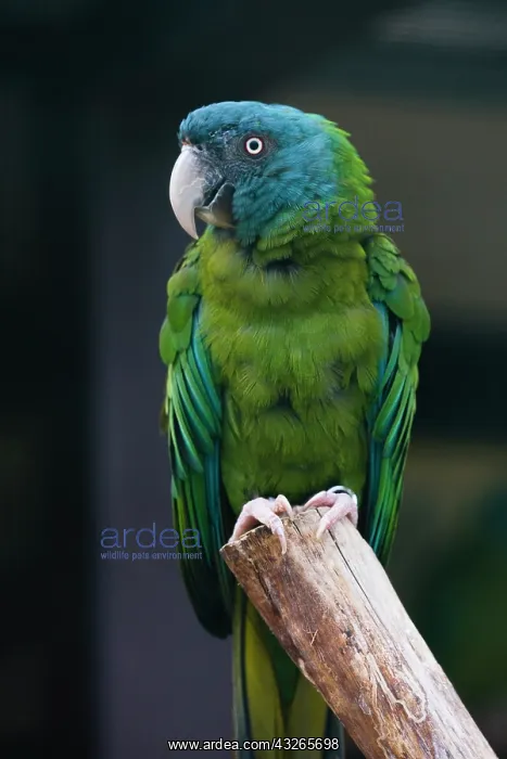  : Blue Headed Macaw, perched on stump, captive, occurs