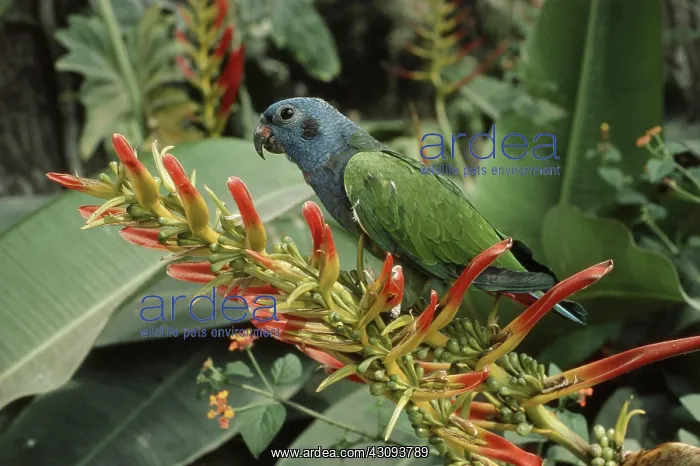: Blue-headed Parrot : Blue-headed Parrot