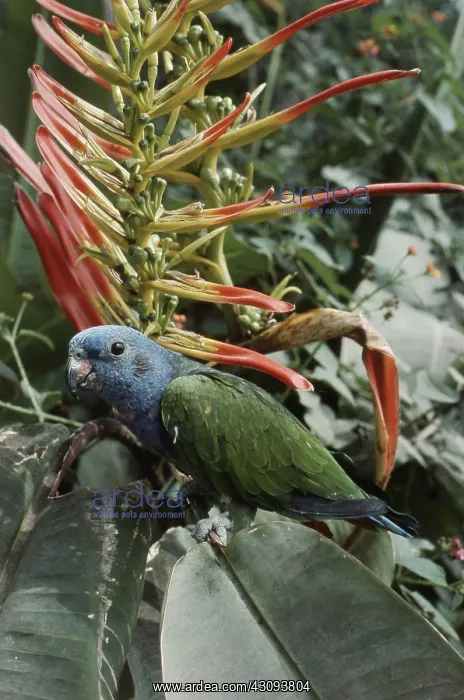 : Blue-headed Parrot : Blue-headed Parrot