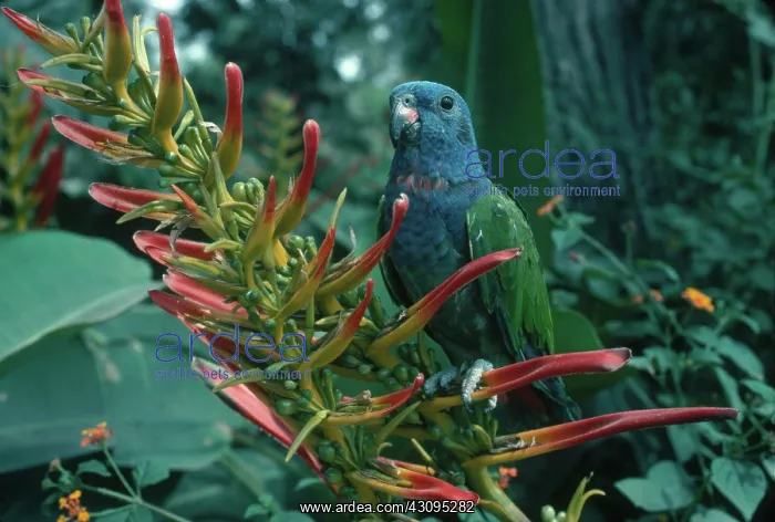 : Blue-headed Parrot : Blue-headed Parrot