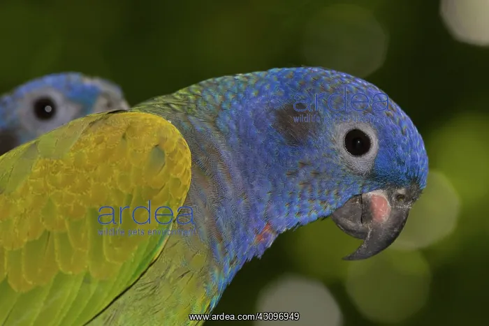 : Blue-headed Parrot : Blue-headed Parrot