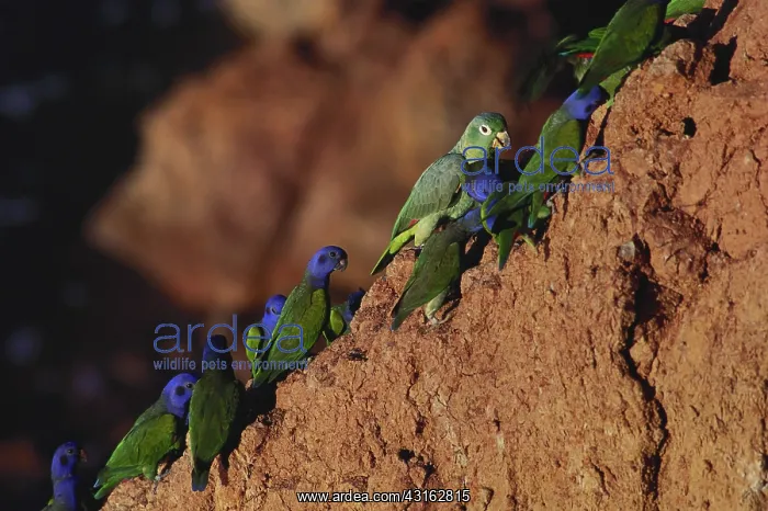 : Blue-Headed Parrots : Blue-Headed Parrots