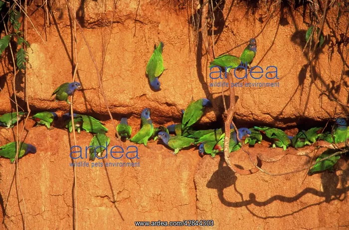 : Blue-headed PARROTS - at clay lick : Blue-headed PARROTS - at clay lick