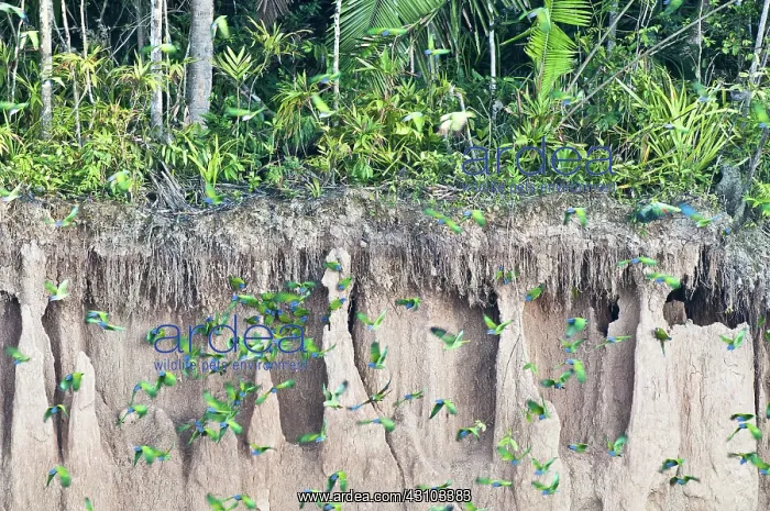 : Blue-headed parrots at clay lick : Blue-headed parrots at clay lick