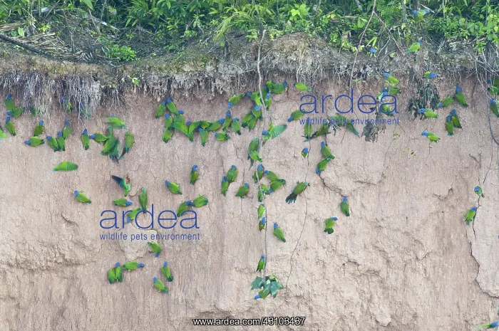 : Blue-headed parrots at clay lick : Blue-headed parrots at clay lick