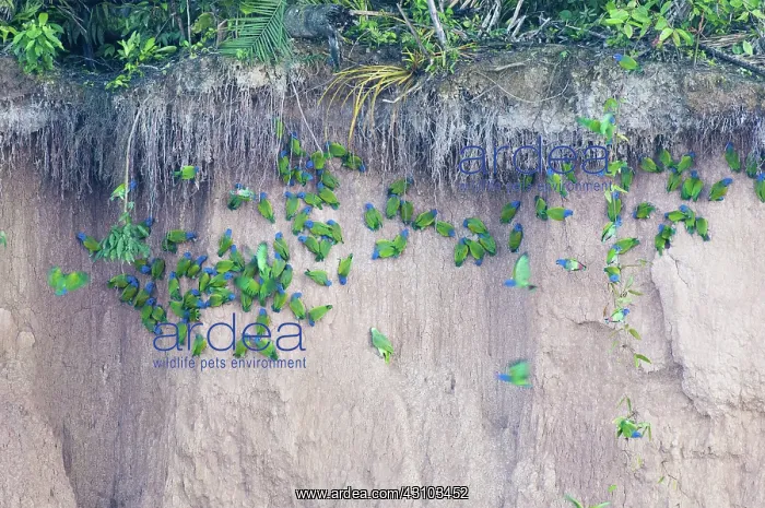 : Blue-headed parrots at clay lick : Blue-headed parrots at clay lick