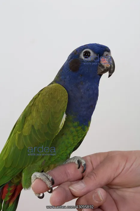 : Blue-headed Pionus : Blue-headed Pionus