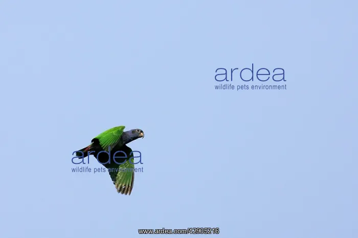 : Blue Headed Pionus / Blue Headed Parrot : Blue Headed Pionus / Blue Headed Parrot