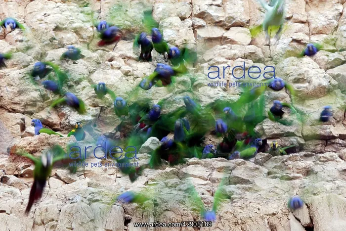 : Blue Headed Pionus / Blue Headed Parrot - at clay lick : Blue Headed Pionus / Blue Headed Parrot - at clay lick