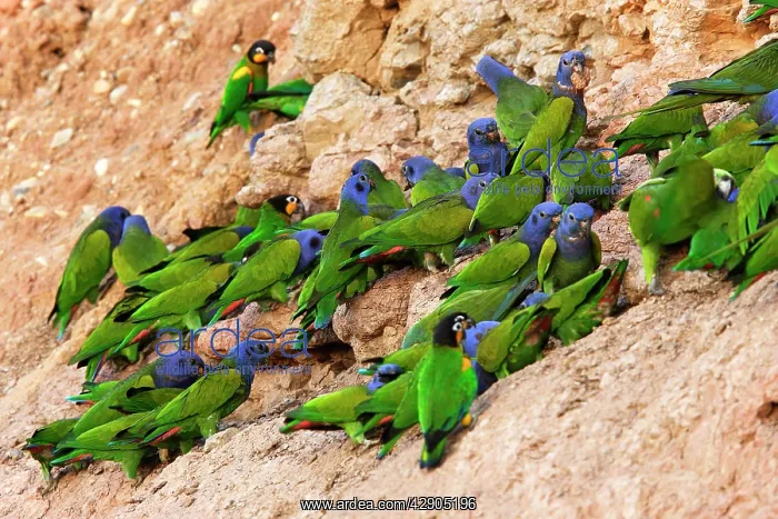 : Blue Headed Pionus / Blue Headed Parrot - at clay lick : Blue Headed Pionus / Blue Headed Parrot - at clay lick
