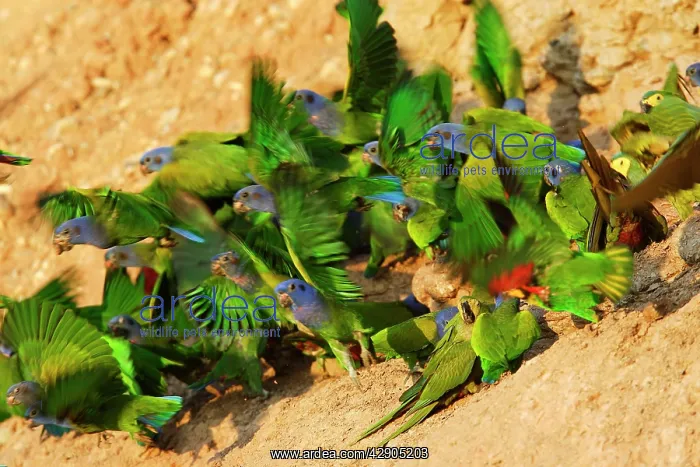 : Blue Headed Pionus / Blue Headed Parrot - at clay lick : Blue Headed Pionus / Blue Headed Parrot - at clay lick