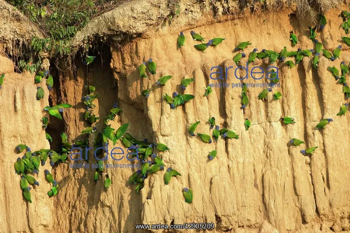 : Blue Headed Pionus / Blue Headed Parrot - at clay lick : Blue Headed Pionus / Blue Headed Parrot - at clay lick