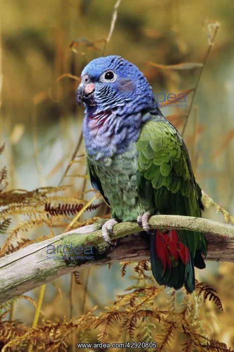 : Blue-headed Pionus Parrot : Blue-headed Pionus Parrot