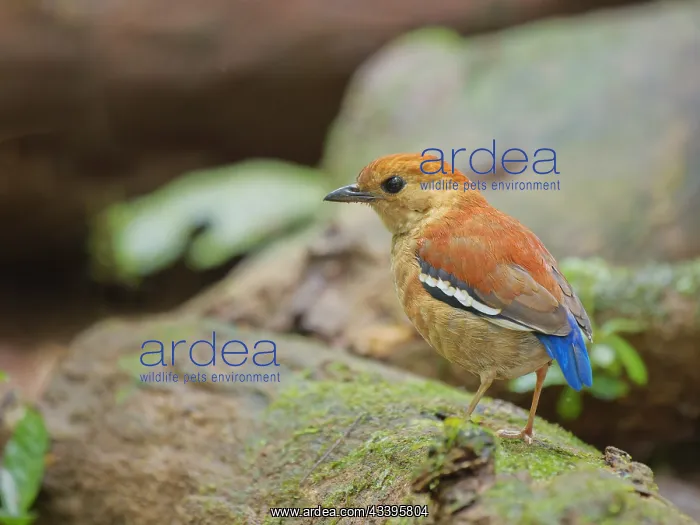 : Blue Headed Pitta female Hydrornis baudii Sabah : Blue Headed Pitta female Hydrornis baudii Sabah