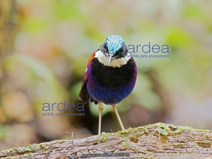 : Blue Headed Pitta male Hydrornis baudii Sabah, M : Blue Headed Pitta male Hydrornis baudii Sabah, M
