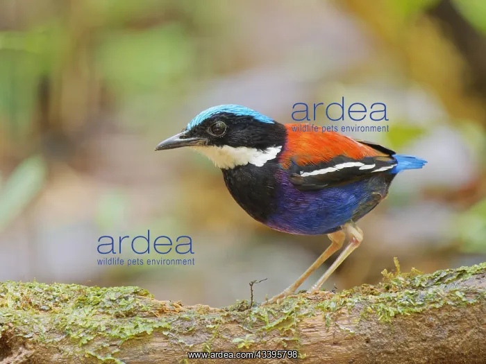 : Blue Headed Pitta male Hydrornis baudii Sabah, M : Blue Headed Pitta male Hydrornis baudii Sabah, M