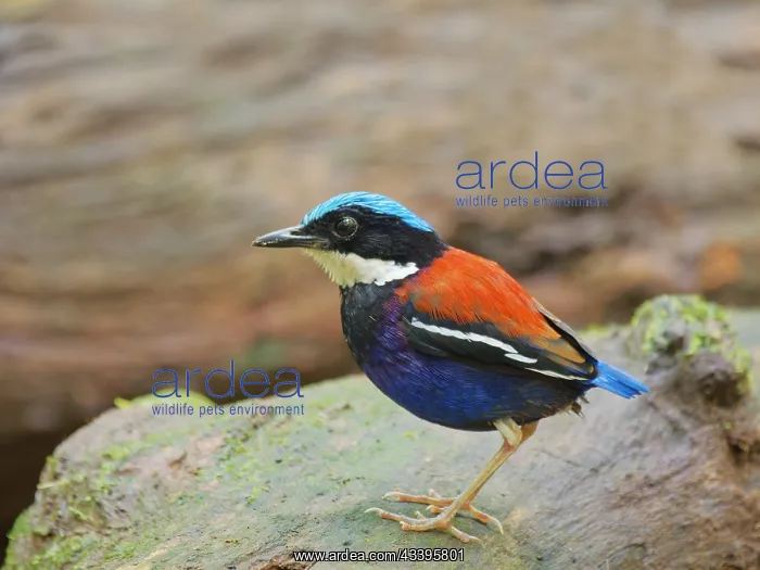 : Blue Headed Pitta male Hydrornis baudii Sabah, M : Blue Headed Pitta male Hydrornis baudii Sabah, M