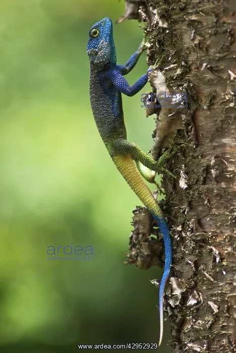 : Blue Headed Tree Agama - on tree : Blue Headed Tree Agama - on tree
