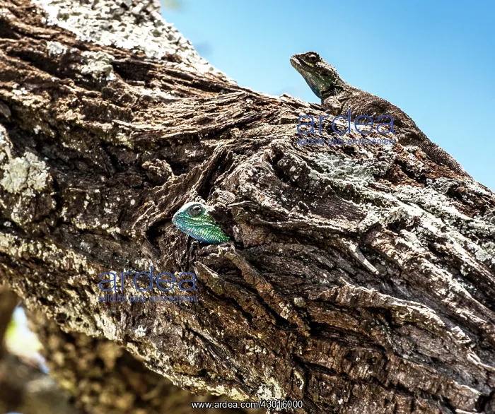 : Blue Headed Tree Agamas male and females on tree : Blue Headed Tree Agamas male and females on tree
