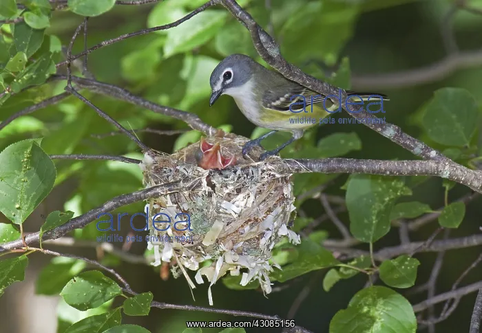 : Blue-headed Vireo : Blue-headed Vireo