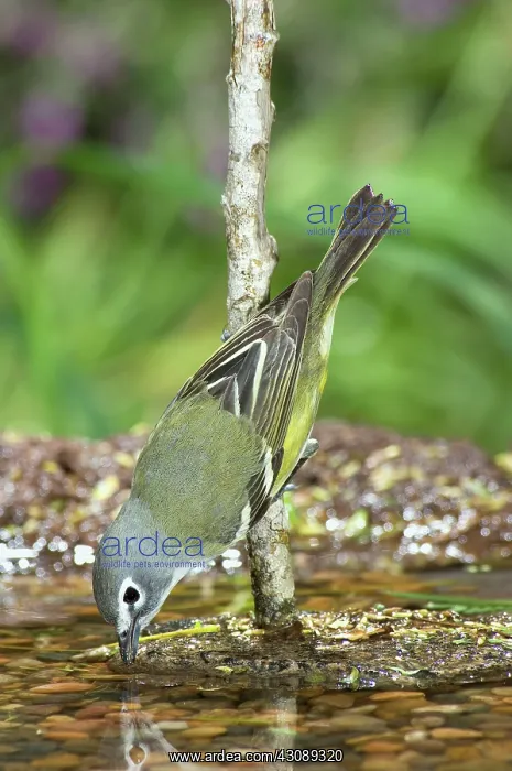 : Blue-headed Vireo : Blue-headed Vireo